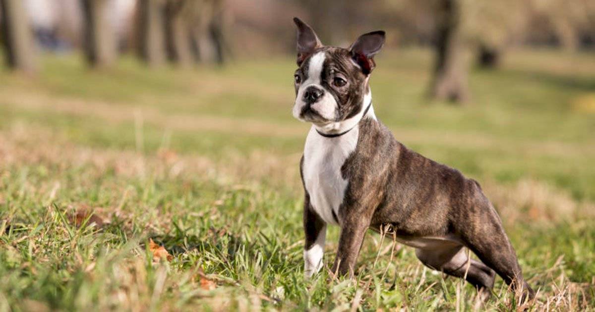 Boston Terrier