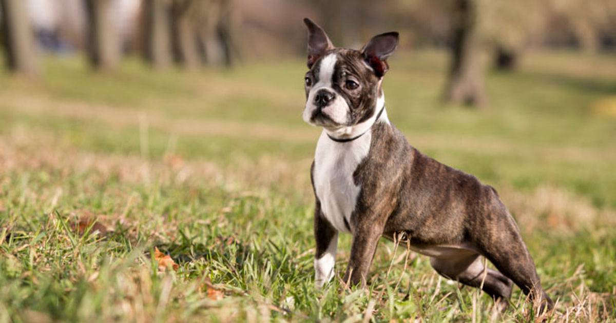 Boston Terrier Boston Terrier