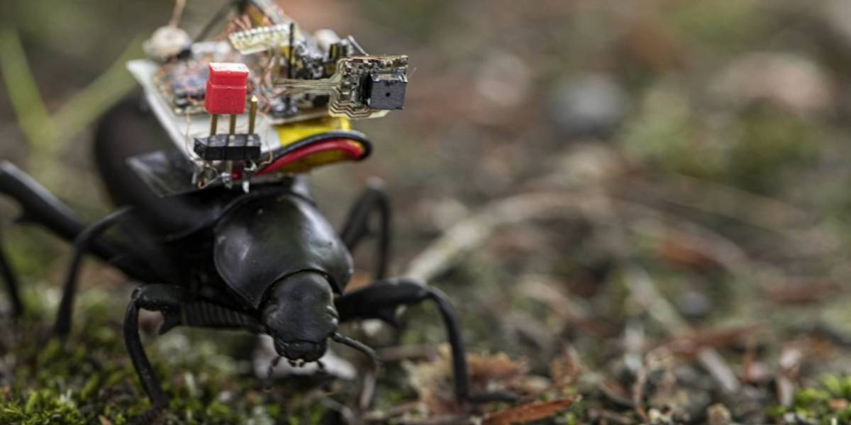 Al estilo GoPro: Crearon una cámara para escarabajos y es asombrosa