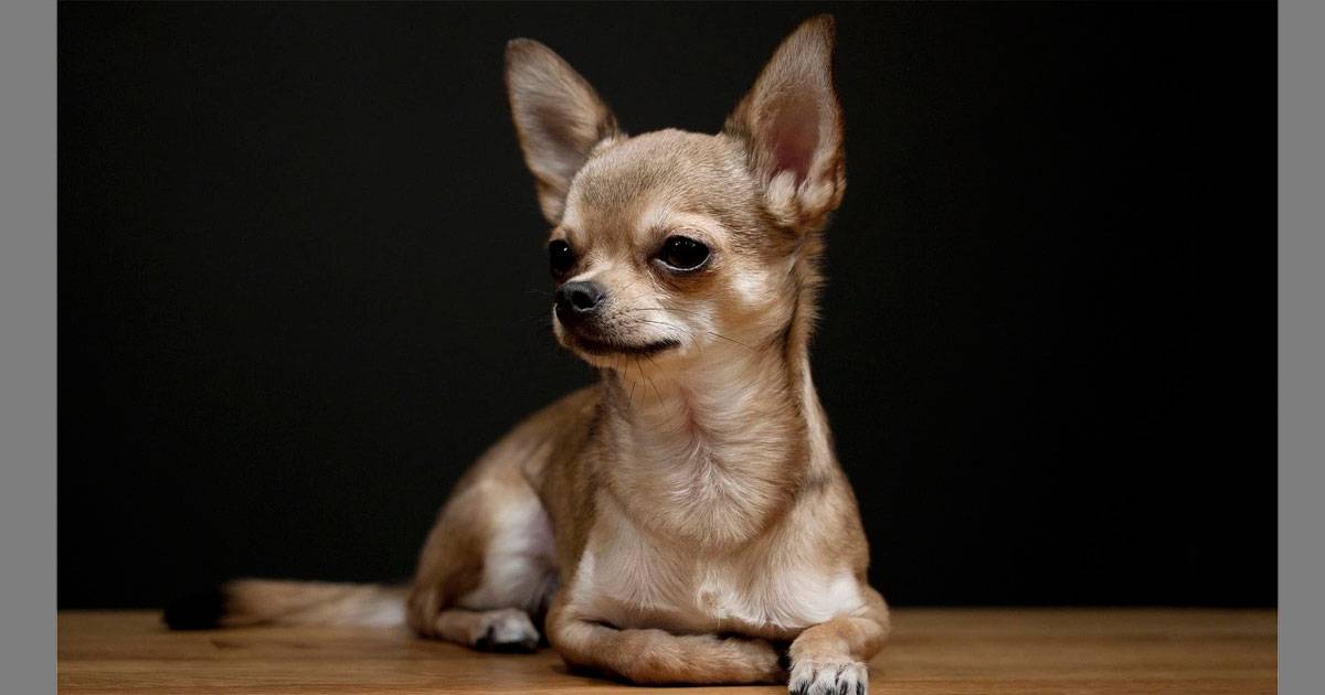 Chihuahua Chihuahua