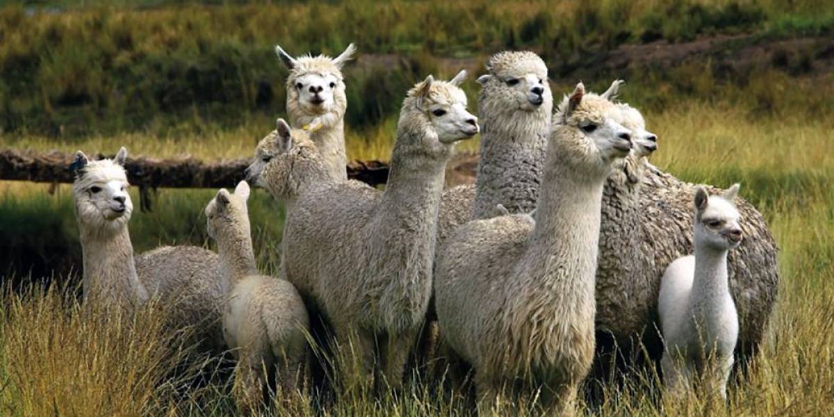 Coronavirus: ¿Por qué las llamas pueden ser una respuesta para obtener la vacuna?