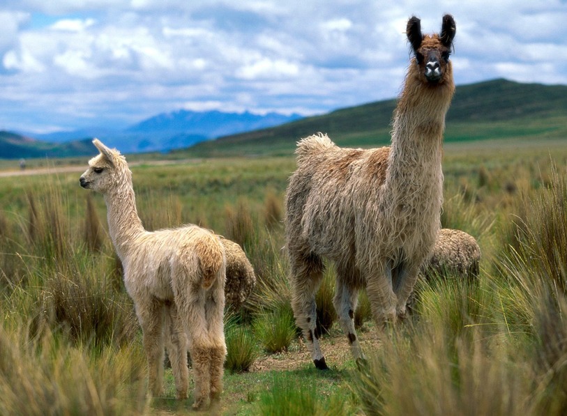  Las llamas pueden ayudar contra el coronavirus 