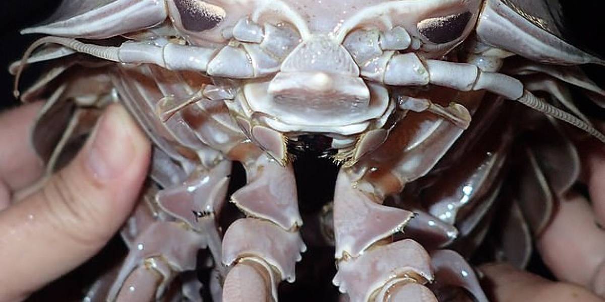 Conoce a 'Darth Vader': la cucaracha marina con aspecto del líder del imperio en Star Wars