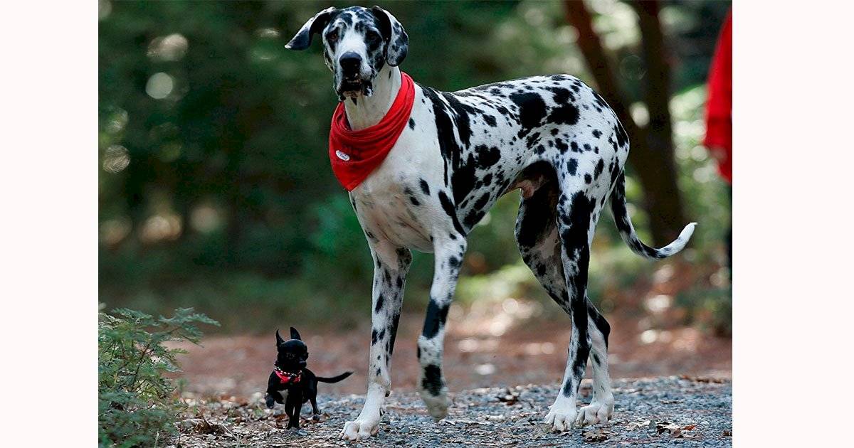 Dogue Alemão