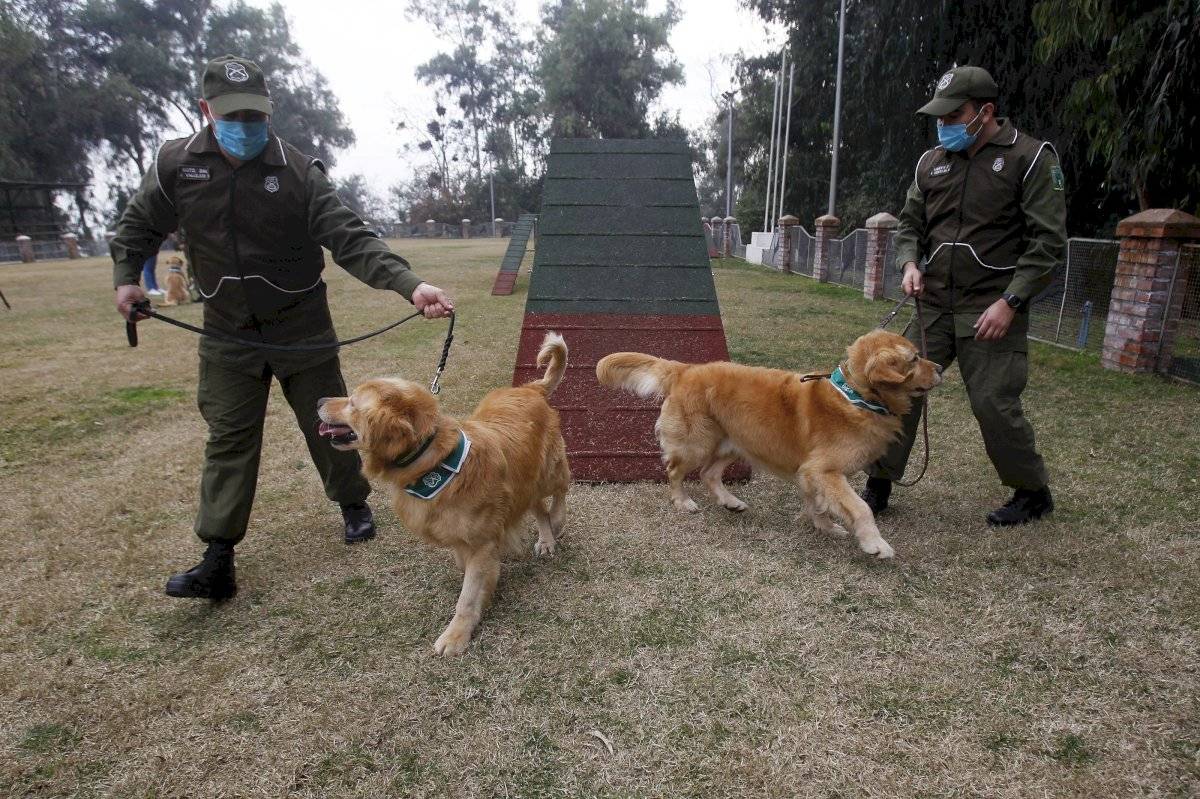 Perros coronavirus
