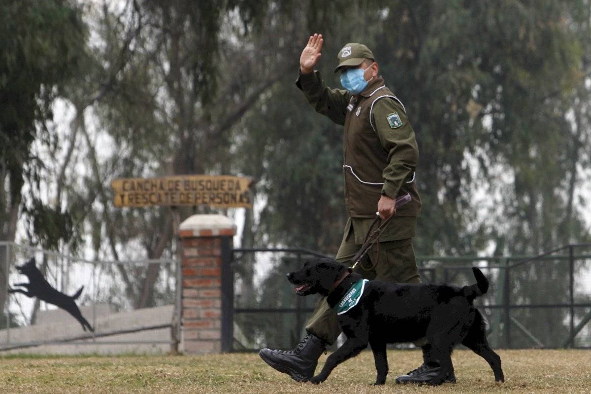 Perros coronavirus
