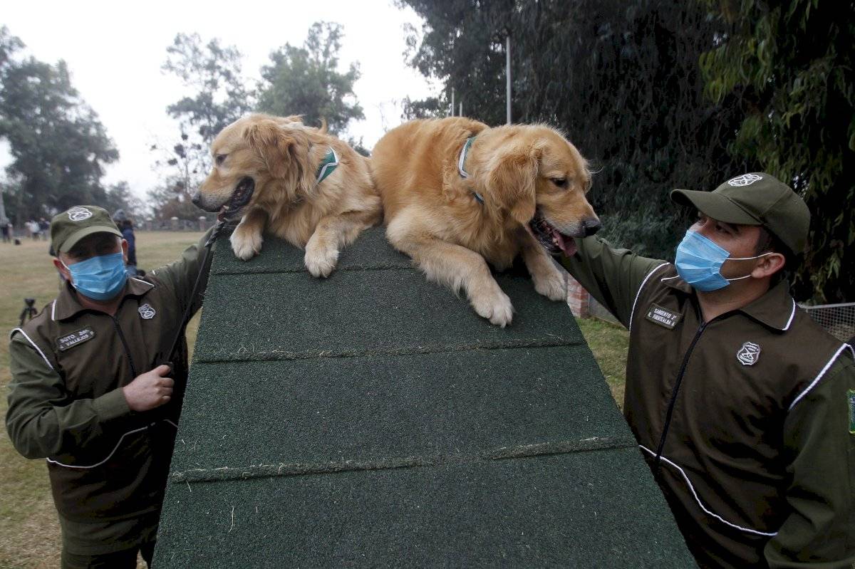 Perros coronavirus