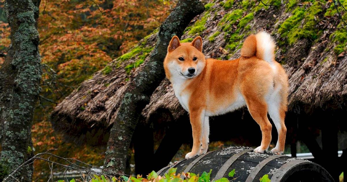 Shiba Inu