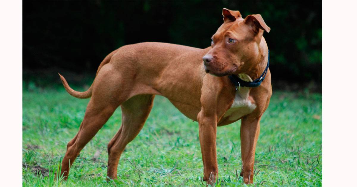 American Pitbull Terrier American Pitbull Terrier