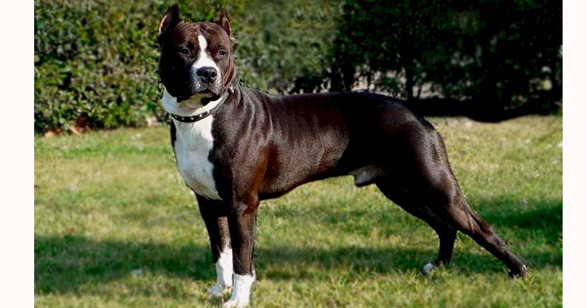 American Staffordshire Terrier