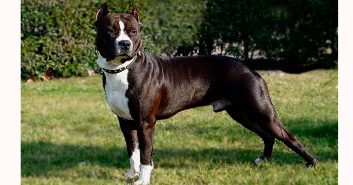 American Staffordshire Terrier American Staffordshire Terrier