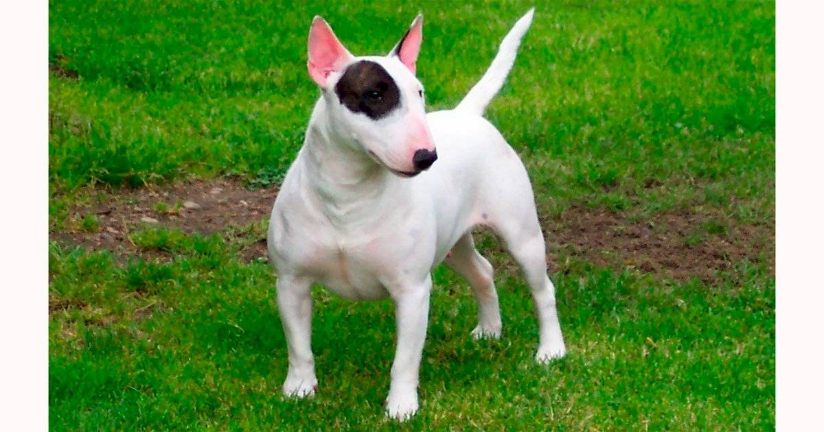 Bull Terrier