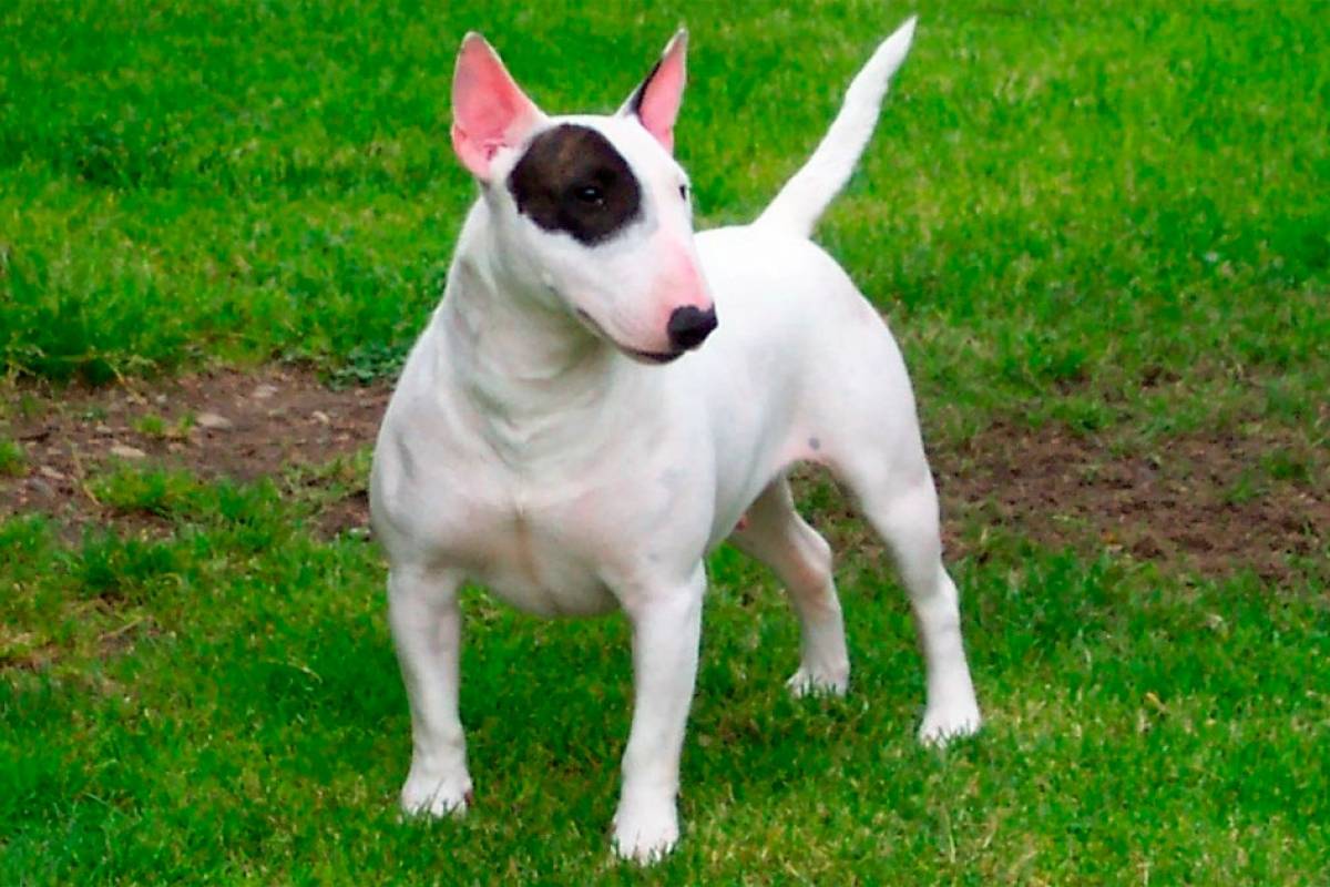 4 tipos de cães da raça pitbull | Metro Jornal