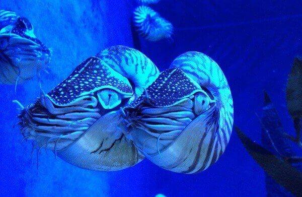 Nautilus mar Nautilus mar