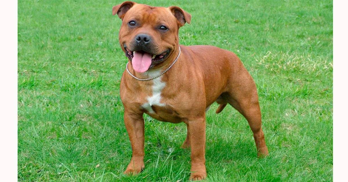 Stafordshire Bull Terrier