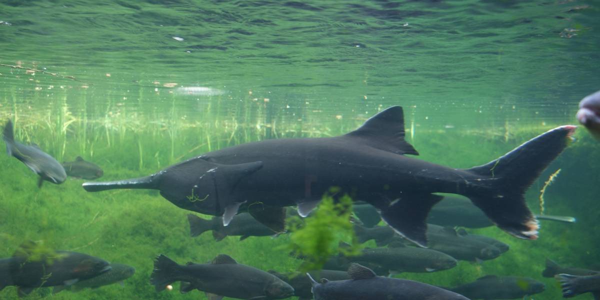 Mientras intentaban cuidar un pez en peligro de extinción, científicos crearon accidentalmente una nueva especie