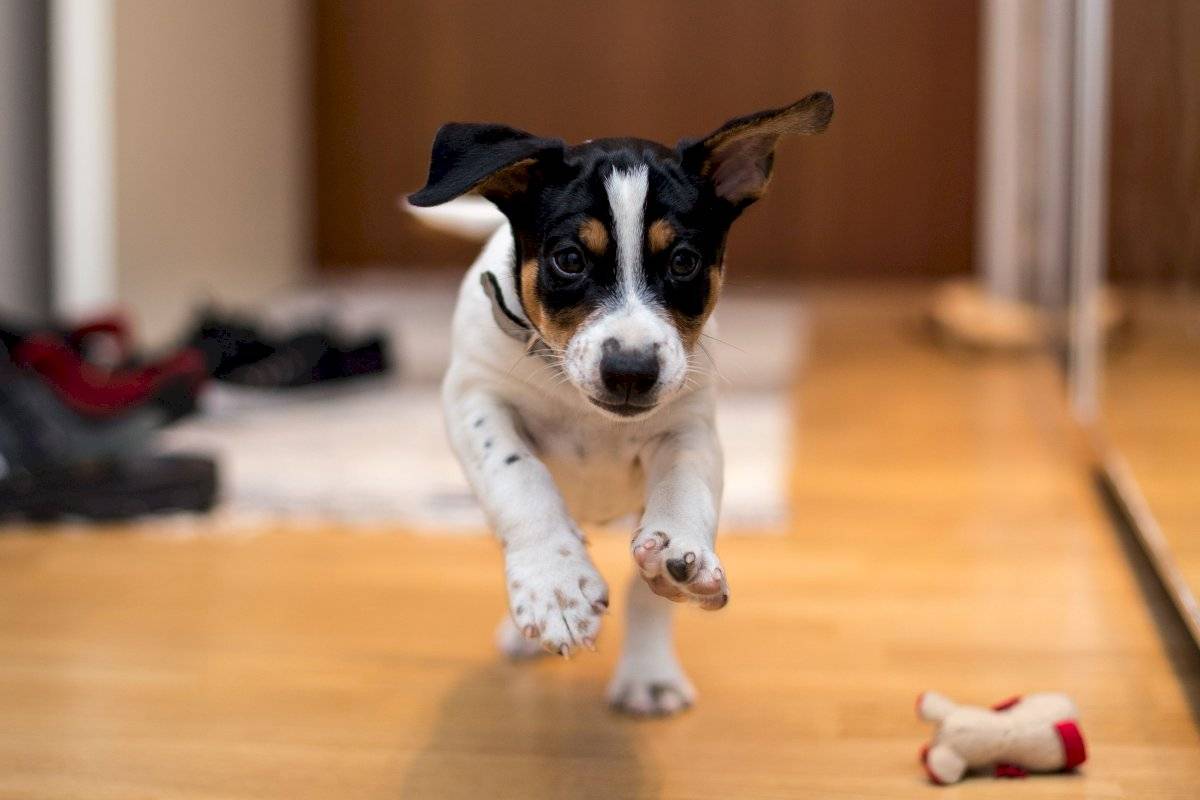 perrito