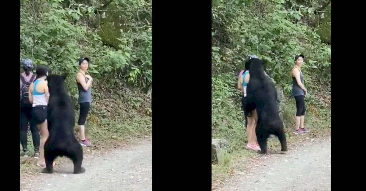 Oso negro