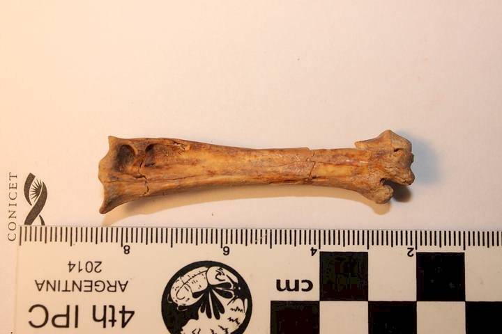 Fósil de lechuza gigante que vivió hace 40.000 años fue encontrado en Ecuador