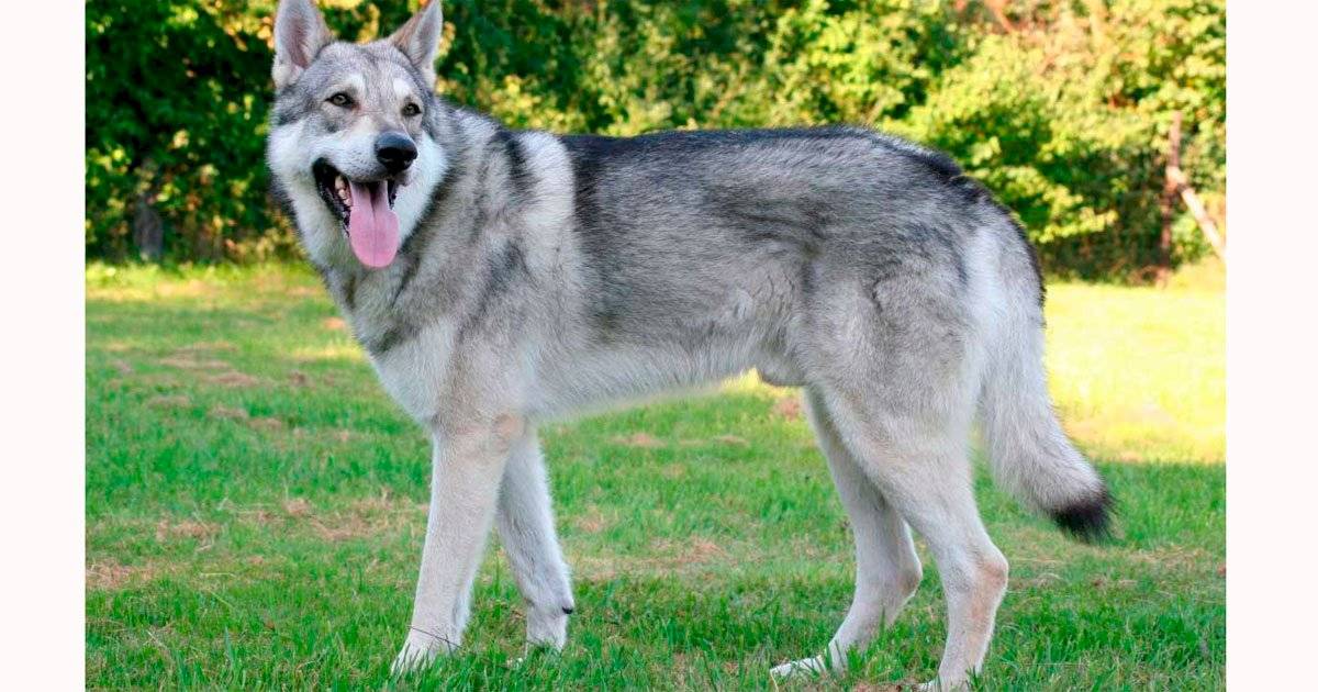 cão lobo checoslovaco