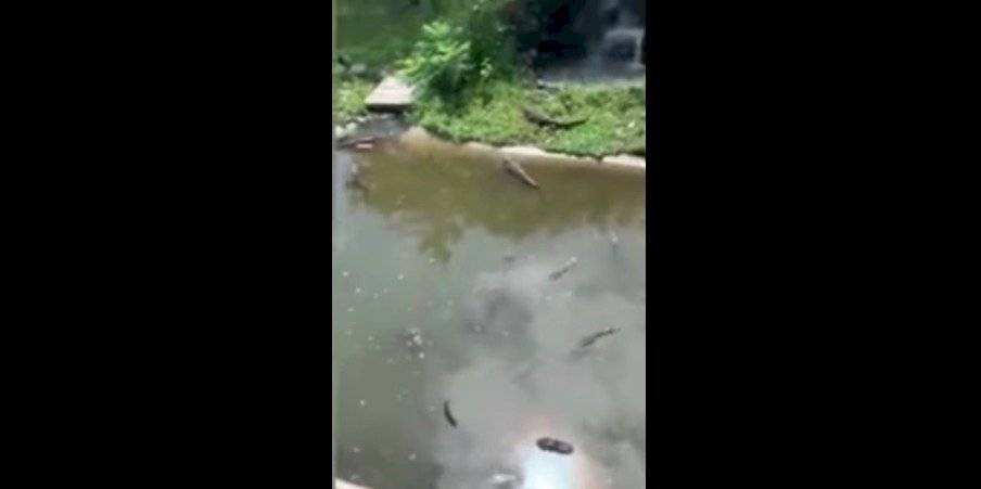 Mujer entra con su hijo a un corral de cocodrilos para recuperar su billetera