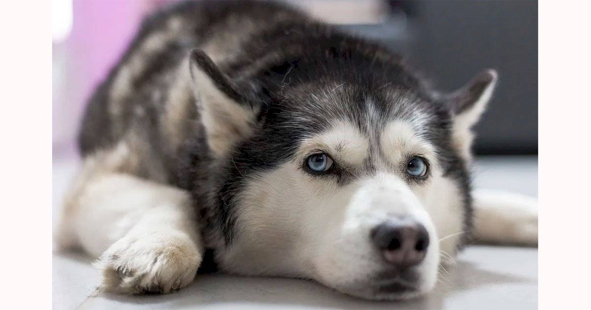 Huski Siberiano