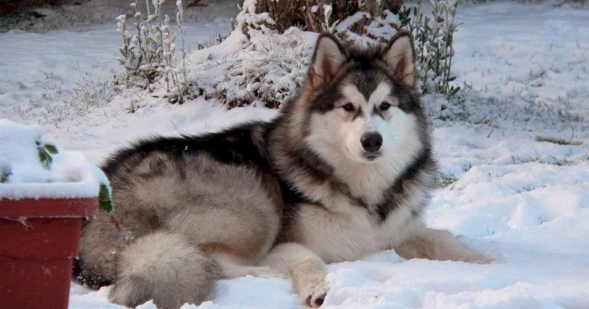 Malamute do Alasca