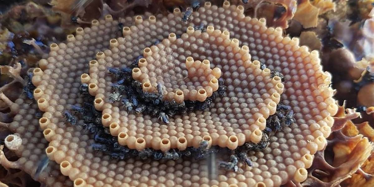 Las impresionantes similitudes descubiertas entre la formación de un panal de abejas y el crecimiento molecular de cristales
