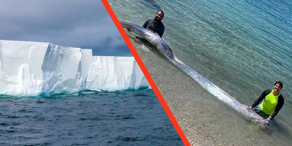 Insólito: pez remo gigante es encontrado y ocurre un sismo en Alaska