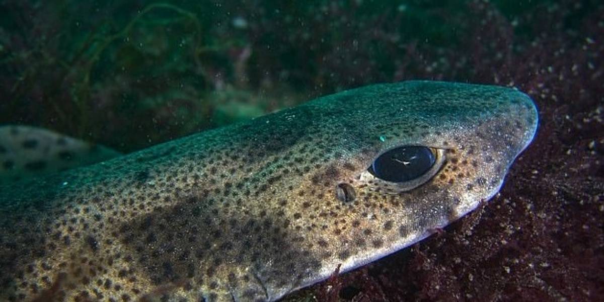 El material común usado para la fabricación de mascarillas fue encontrado en el intestino de tiburones