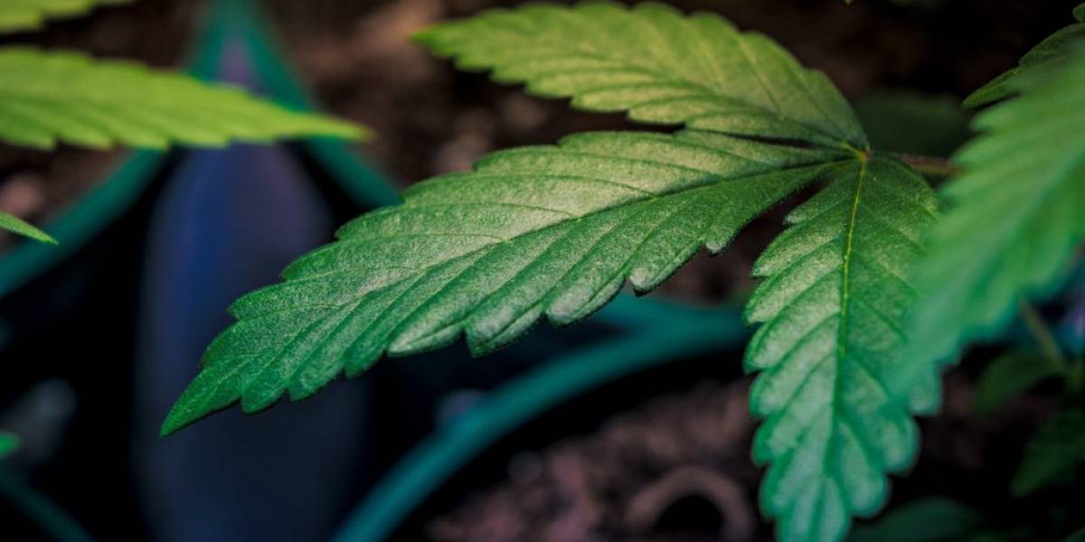 Aumentan pruebas con marihuana para el tratamiento del COVID-19
