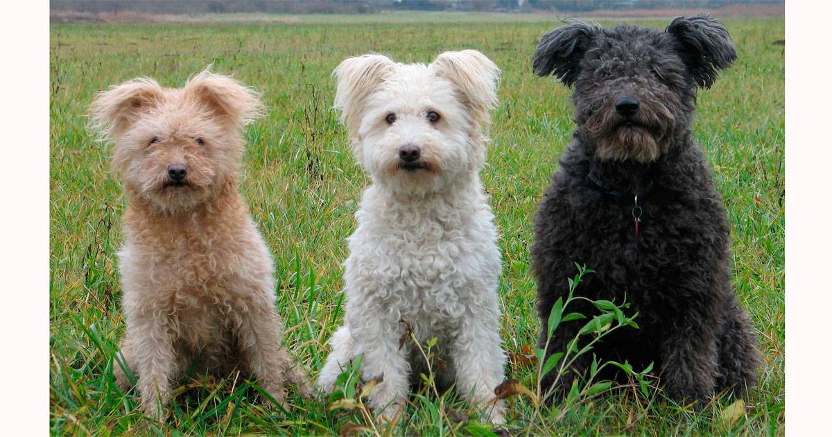 Pumi