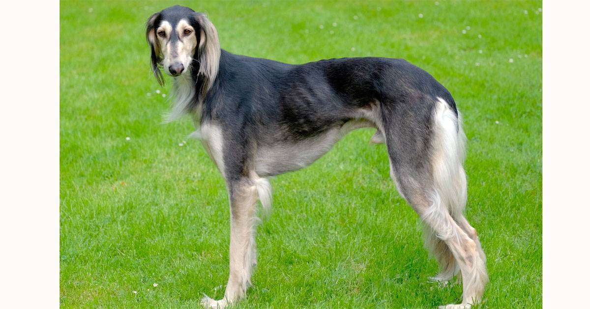 Saluki Saluki