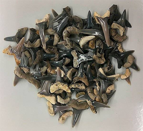 dente tubarão
