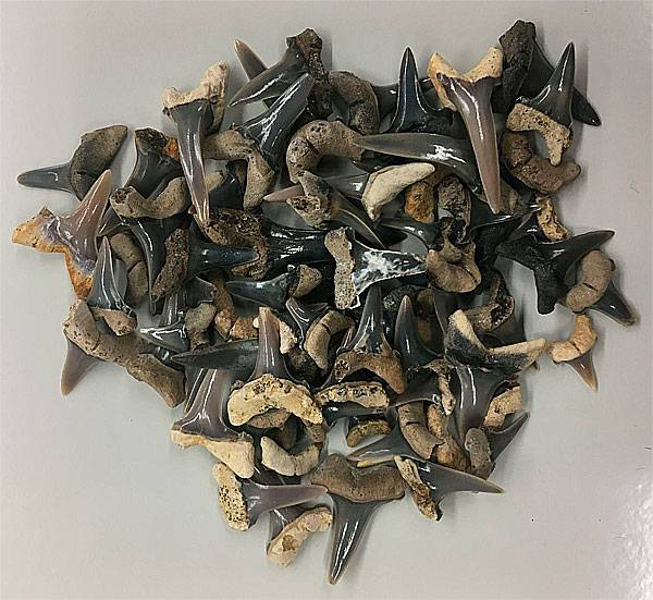 dente tubarão