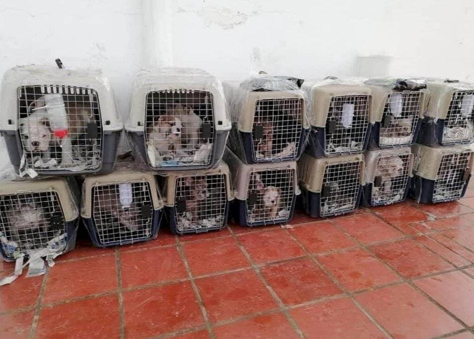 19 cachorros