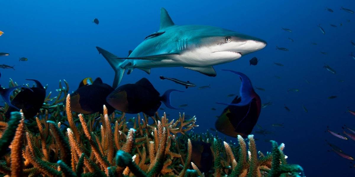 ¿Tiburones amigos? un estudio afirma que estos depredadores establecen vínculos duraderos con los de su especie