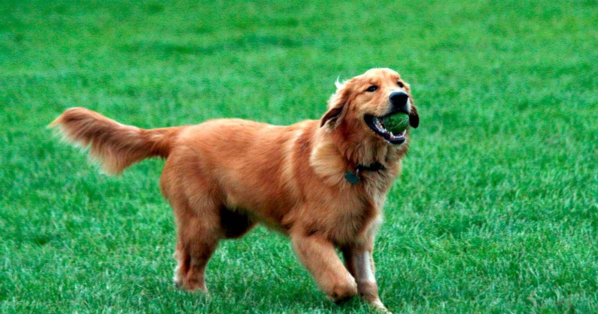 Golden Retriever