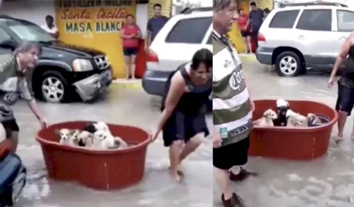 Familia de tamaulipas salva a perros