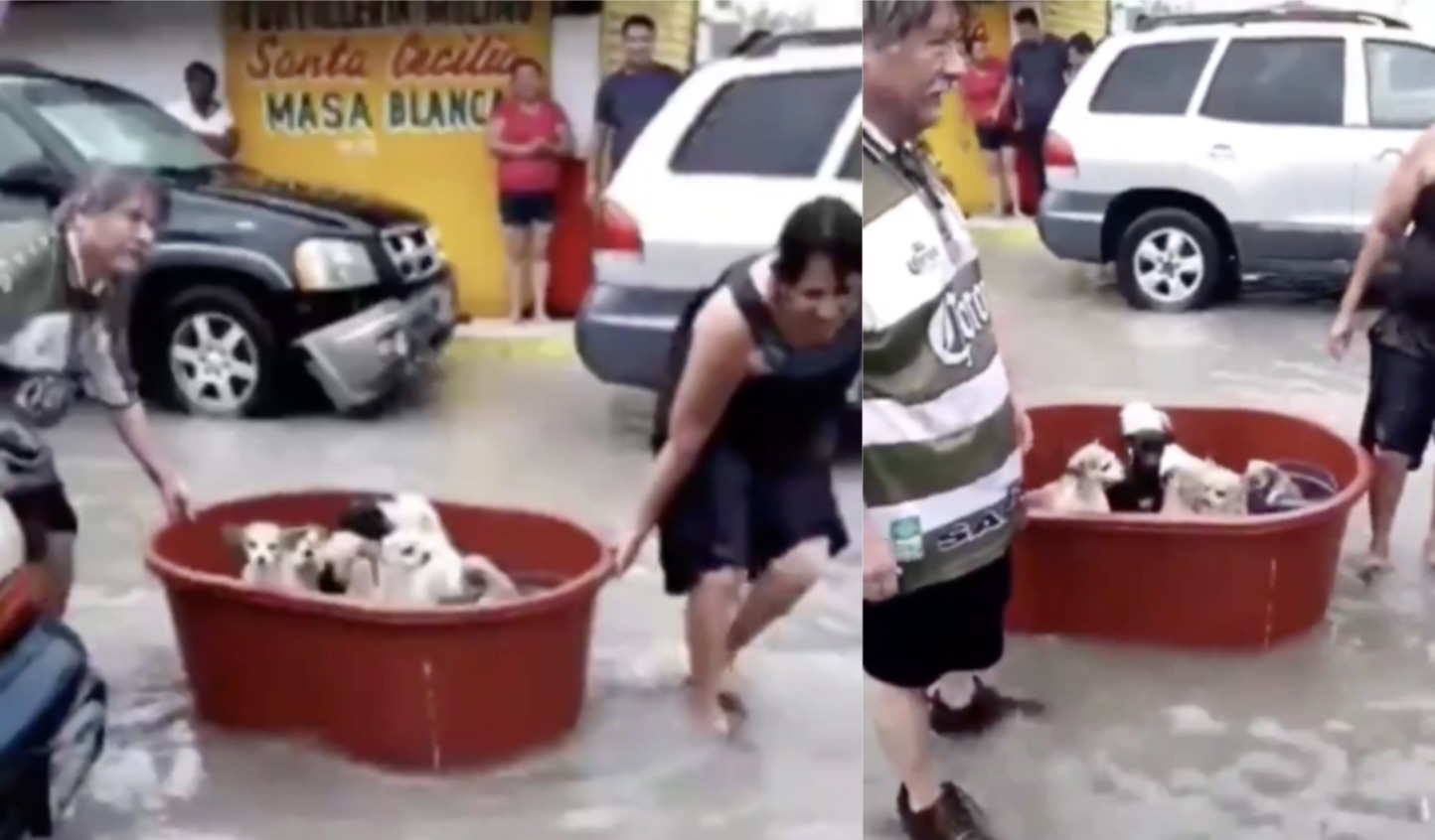 Familia de tamaulipas salva a perros