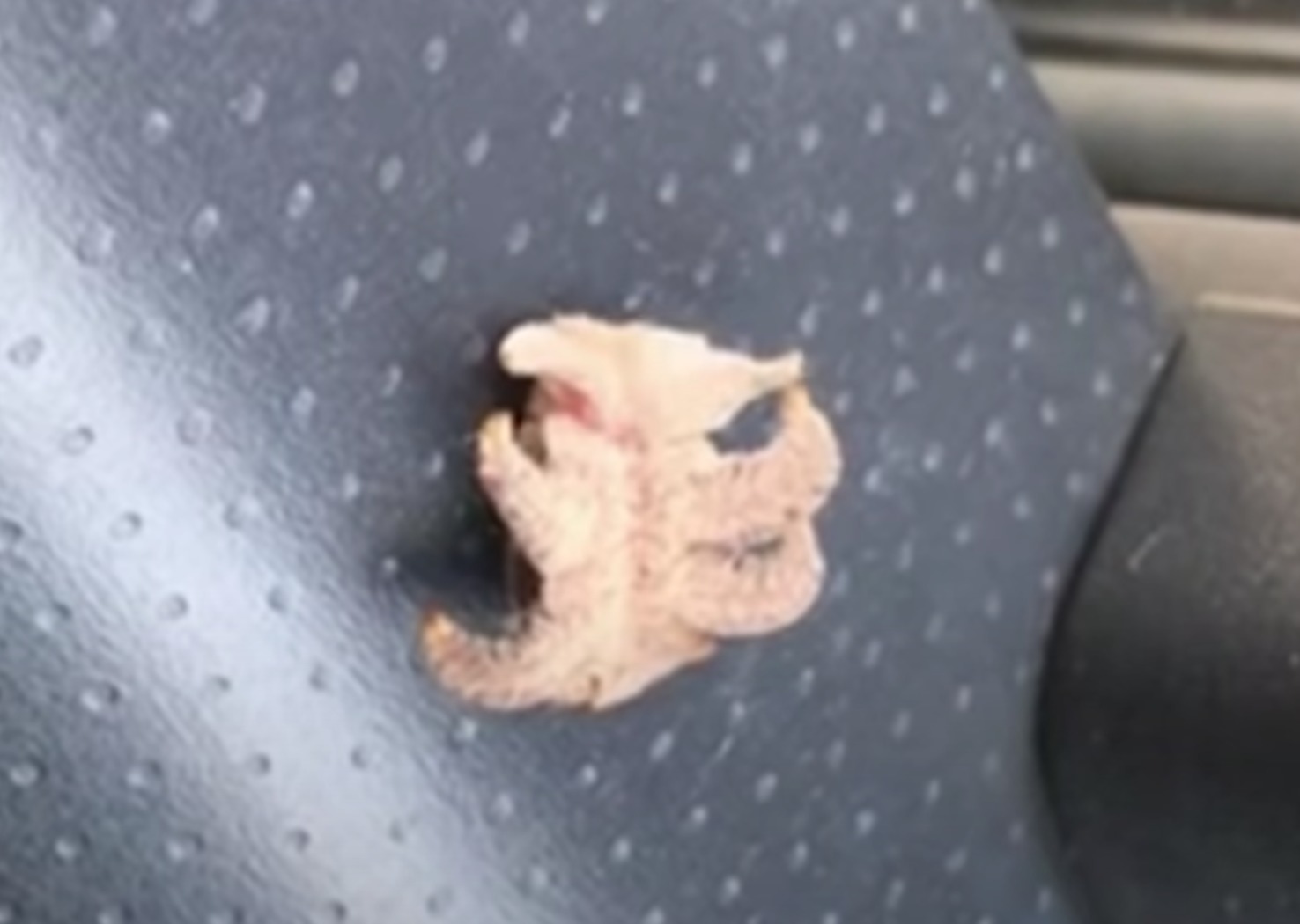 criatura-extraña-en-el-auto-animal-larva-2020