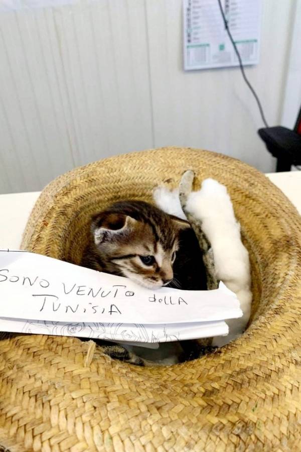 Filhote de gato foi levado da Tunísia à Itália em chapéu por criança migrante
