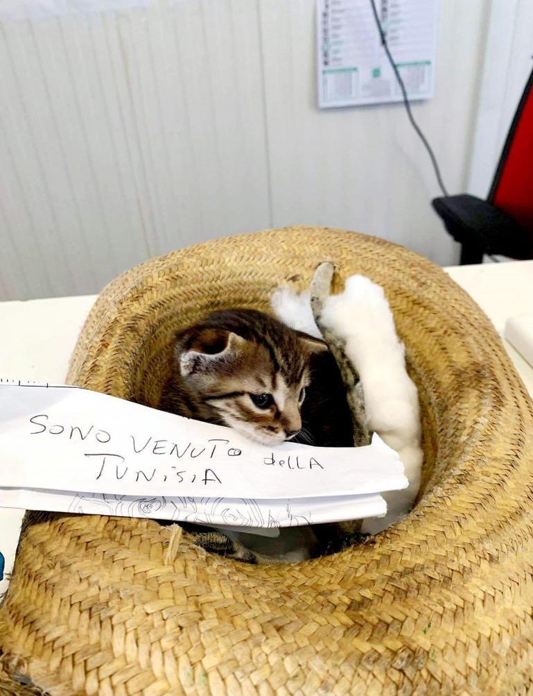 Filhote de gato foi levado da Tunísia à Itália em chapéu por criança migrante Filhote de gato foi levado da Tunísia à Itália em chapéu por criança migrante