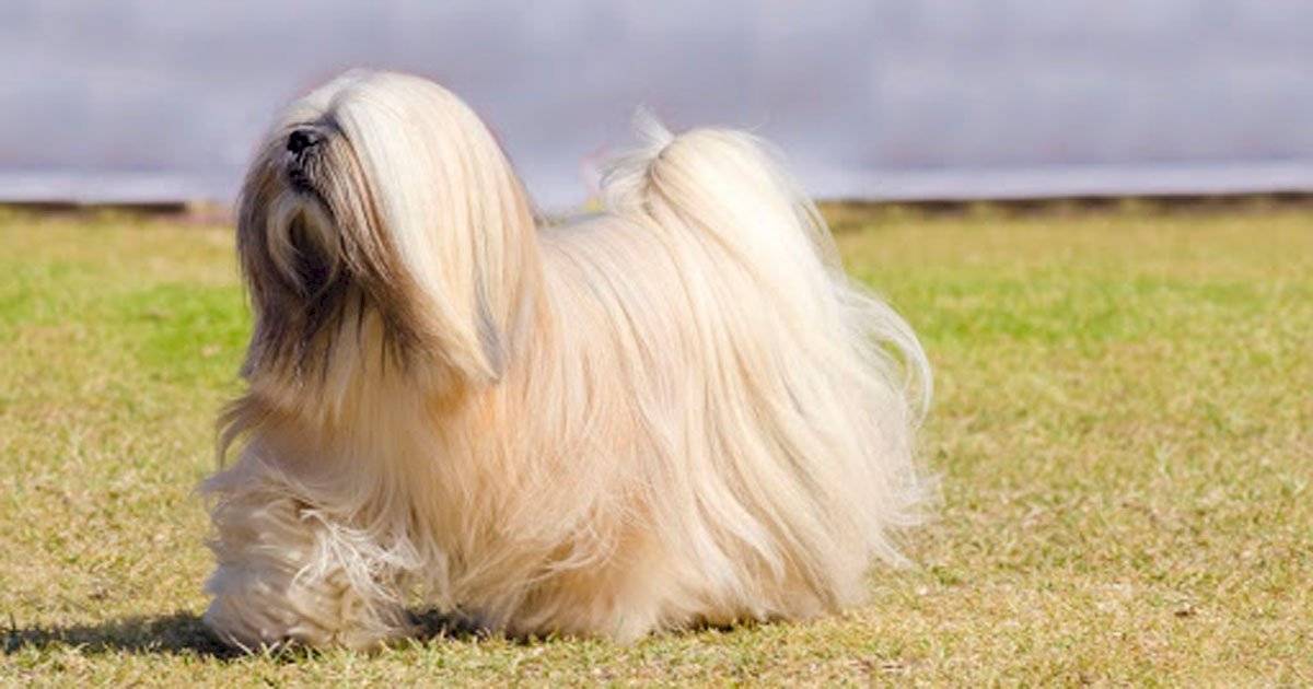 Lhasa Apso