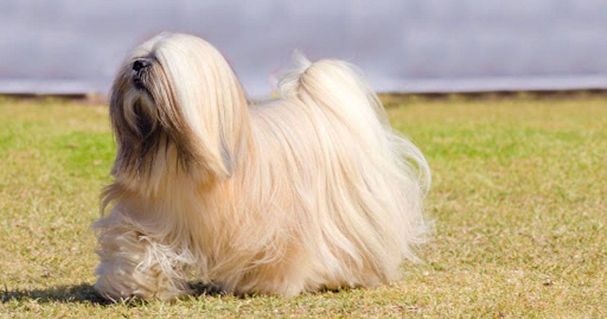 Lhasa Apso Lhasa Apso