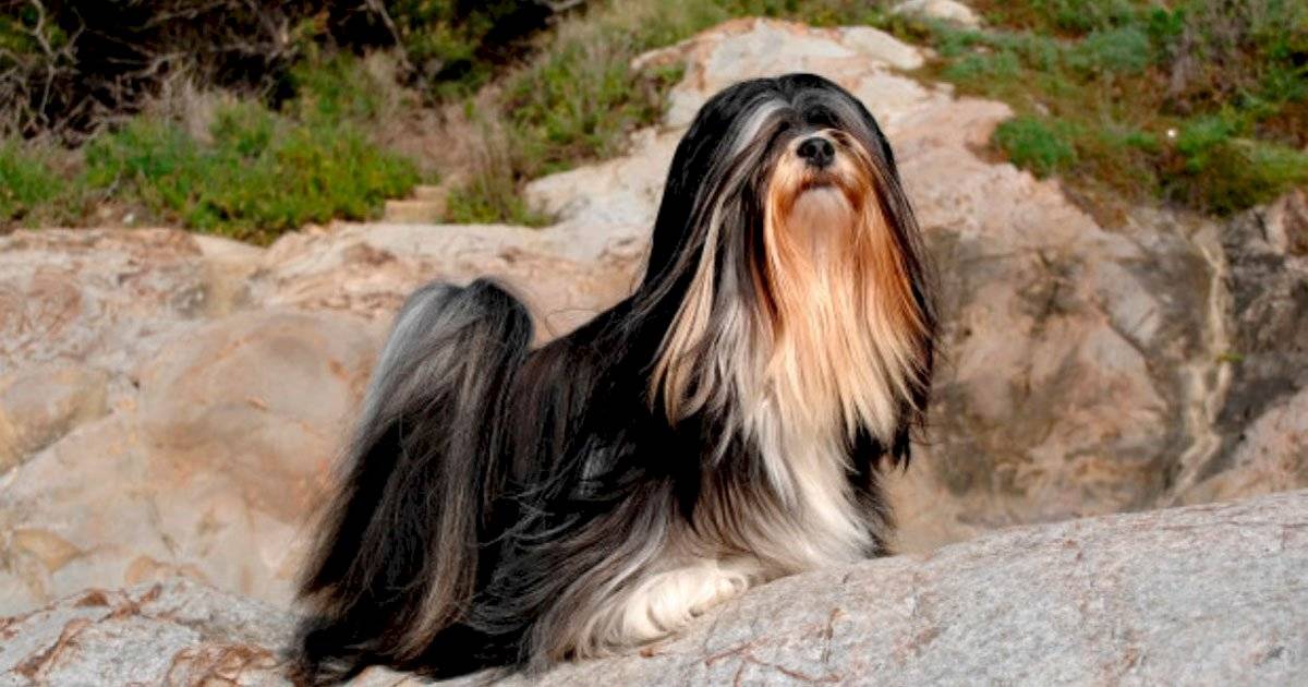 Lhasa Apso