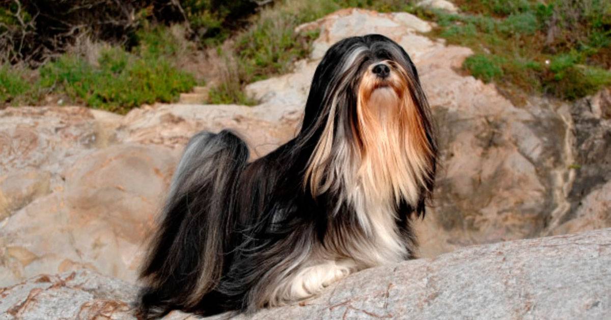 Lhasa Apso Lhasa Apso