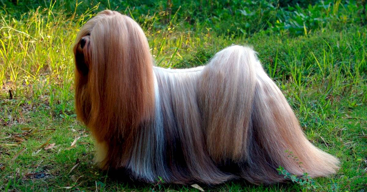 Lhasa Apso