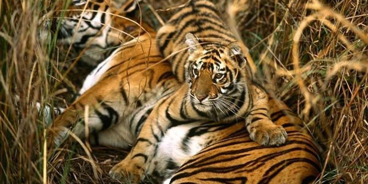 La población de tigres de bengala sufrió una modificación positiva durante los últimos 10 años