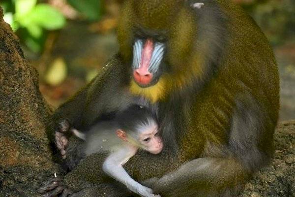 Bebé mandril
